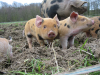 Piglets.bmp