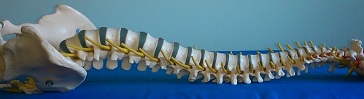 Spine2.jpg
